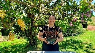 Como PLANTAR e CULTIVAR a ORQUÍDEA LUDÍSIA DISCOLOR a Orquídea Pipoca | Juliane Becker