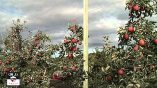 Jonagold Apples being picked in Orondo Washington