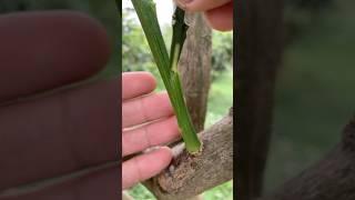 grafting lemon branches onto young grapefruit shoots