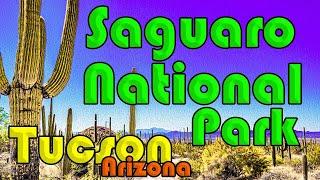 Tucson Arizona | Saguaro National Park in Tucson, AZ