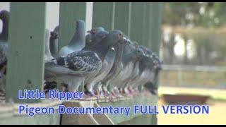 Little Ripper - Pigeon Racing Documentary.