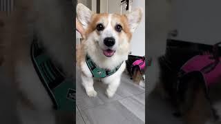 #Dexterity#Clever# Puppies