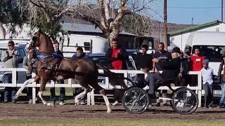 Hackney Horse SA Fine Harness Champion 2021 - Beaufort West Horse Show