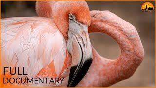 A World of Pink | Facts About Flamingos That Will Surprise You