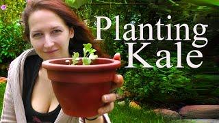 Kale: Plating Seeds the Basics -Grow a Beautiful Garden with Scarlett