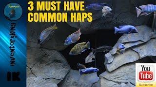 3 Must Have Common Haps | For Every African Cichlid Aquarium | Tank Size Matters