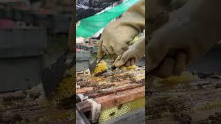 Cut and clear honey It grows on beehives #honey #workerbee #beefeater #honeybeesting #beekeeper #bee