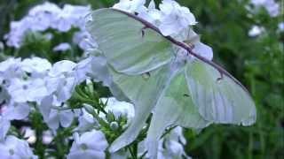 A Luna Moth Takes Flight