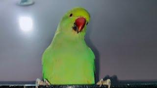 प्यारे मिट्ठू ️ Indians Ringneck parrot Live Stream 