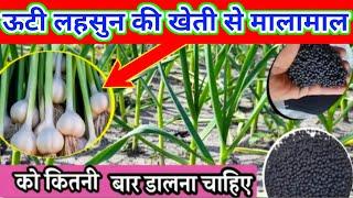 ऊटी लहसुन की खेती कैसे करते हैं |लहसुन की खेती कैसे करते हैं| 1एकड़ में कितना खर्चा आता है लहसुन में