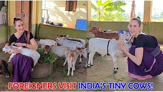 Foreigners Visit India’s Tiny Cows! #miniature #trending #minicows #yt #youtube #sanatanadharma