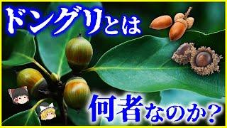 【ゆっくり解説】栗もドングリである…⁉️「ドングリ」とは何者なのか？を解説/人類とドングリの歴史…ドングリの存在理由とは？