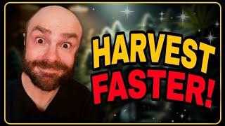 Cannabis Flowering Hacks: How to Grow Buds Faster Than Ever