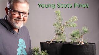 Bonsaify | Get Growing with Great Scots Pines!