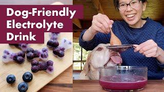 Homemade Dog-Friendly Electrolyte Drink Recipe | Keep Your Pup Hydrated & Healthy 