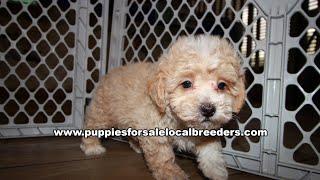 Poodle, Yorkie, Shih Poo, Schnauzer, Puppies For Sale, Atlanta, Georgia Local Breeders