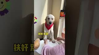 Gouzi: You think I’m a stupid dog! The cute pet has become a smart pet. The cute pet’s debut plan.