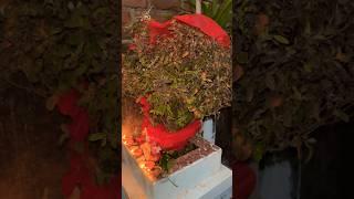 Jai Tulsi Maiya #viralvideo #tulsi Puja#vlog #trendingvideo #puja vlog a