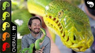 Emerald Tree Boa, The Best Pet Snake?