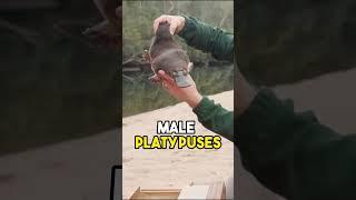 Platypus: The World's Strangest Mammal |#platypus | #animal|@Natures-N-Notebook