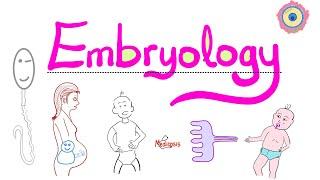 Introduction to Embryology - Learn the Basics - Clear & Simple