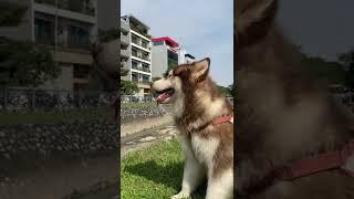 #cutedog #animals #bear #funnydogs #smartdogs
