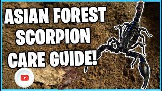 (Forest Scorpion Care Guide) Scorpion got Babies!  2023