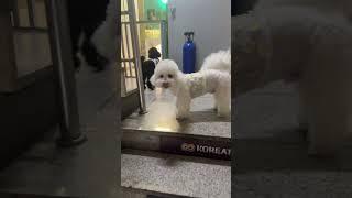 강아지에게 같이가자고 말하는 주인#shorts