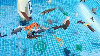 Sink Or Float Animals In Pool | Animals Collection with @AngelandAaronPlay