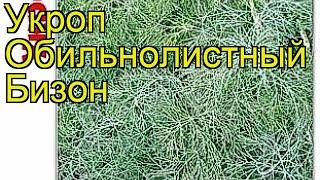 Укроп обильнолистный Бизон. Краткий обзор, описание характеристик, где купить семена anethum Bizon