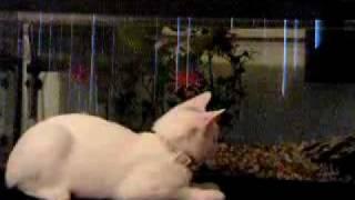 Catch stalk fish stalk cat