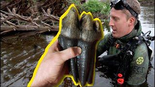 Found ICE AGE MAMMOTH fossils while diving in Florida River full of gators 