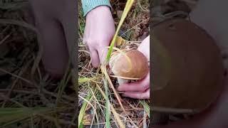 ЭЙФОРИЯ КОГДА ИХ НАХОДИШЬ | ГРИБНИКИ В АУТЕ! #грибы #лес #лесомания