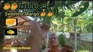 Abot Kamay na"PAMANA" ng AMING PAPA!!! 0ne of the SWEETEST MANGO! in Pastrana Leyte Philippines!