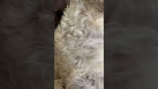 Fat puppy