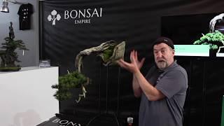 Pine Bonsai care and maintenance, by Tony Tickle