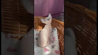 Есть свободные котята канадского сфинкса! #сфинксы #сфинкс #канадскийсфинкс #sphynx #мимимишки