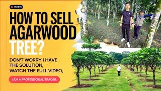 How To Sell Agarwood | Agarwood Market In India | Assam Agarwood Market