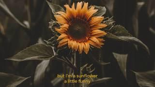 Sunflower - Sierra Burgess (Sierra Burgess Is A Loser) Lyrics