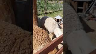귀여운 알파카 Alpaca