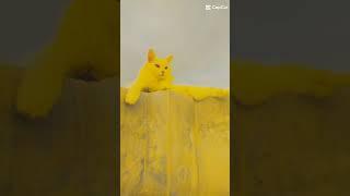 Romeo Shorts  Cute cat  gujjar