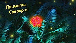 Папоротник в доме - приметы и суеверия! Стоит ли держать в доме папоротники?
