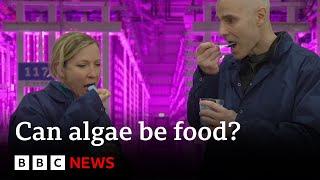 Iceland's vertical farm turning algae into food | BBC News