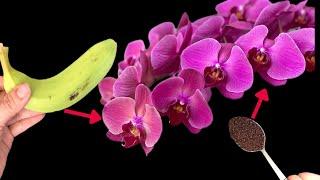 Sprinkle only once. Weak orchids bloom all year round!