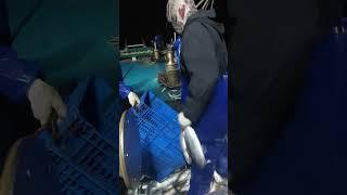 mulai musim ikan tongkol