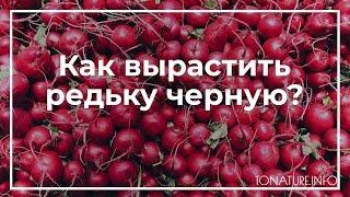 Как вырастить редьку черную? | toNature.Info