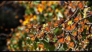 A Guide's Life: Mexico’s Monarchs with Melissa Silva • Daily Dose of Nature