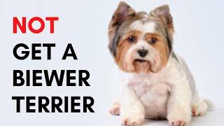 6 Reasons Why You should Not Get a Biewer Terrier