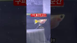몽키 바나나 리본 구피 출산의 순간️이렇게나 많이 낳는다고…?#구피 #구피분양 #구피치어 #구피출산 #구피키우기 #구피치어키우기