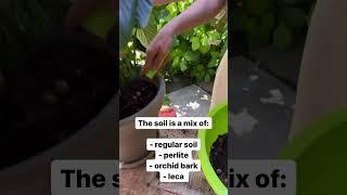 #shorts Peace Lily Repotting 🪴 SONORE GREENS #plant #hack